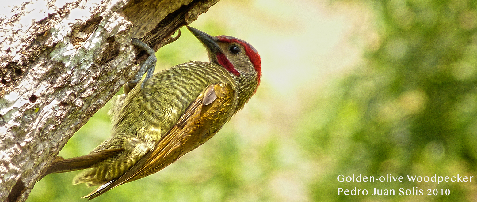 Golden-olive Woodpecker