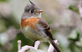 belted flycatcher atitlan birding tours