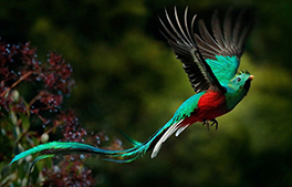 Quetzal Birding Tour Atitlan