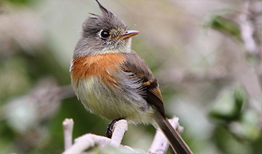 Belted Flycatcher Birding tours guatemala