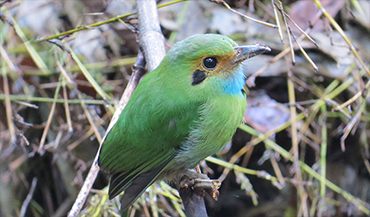 Blue-throated motmot, atitlan birding